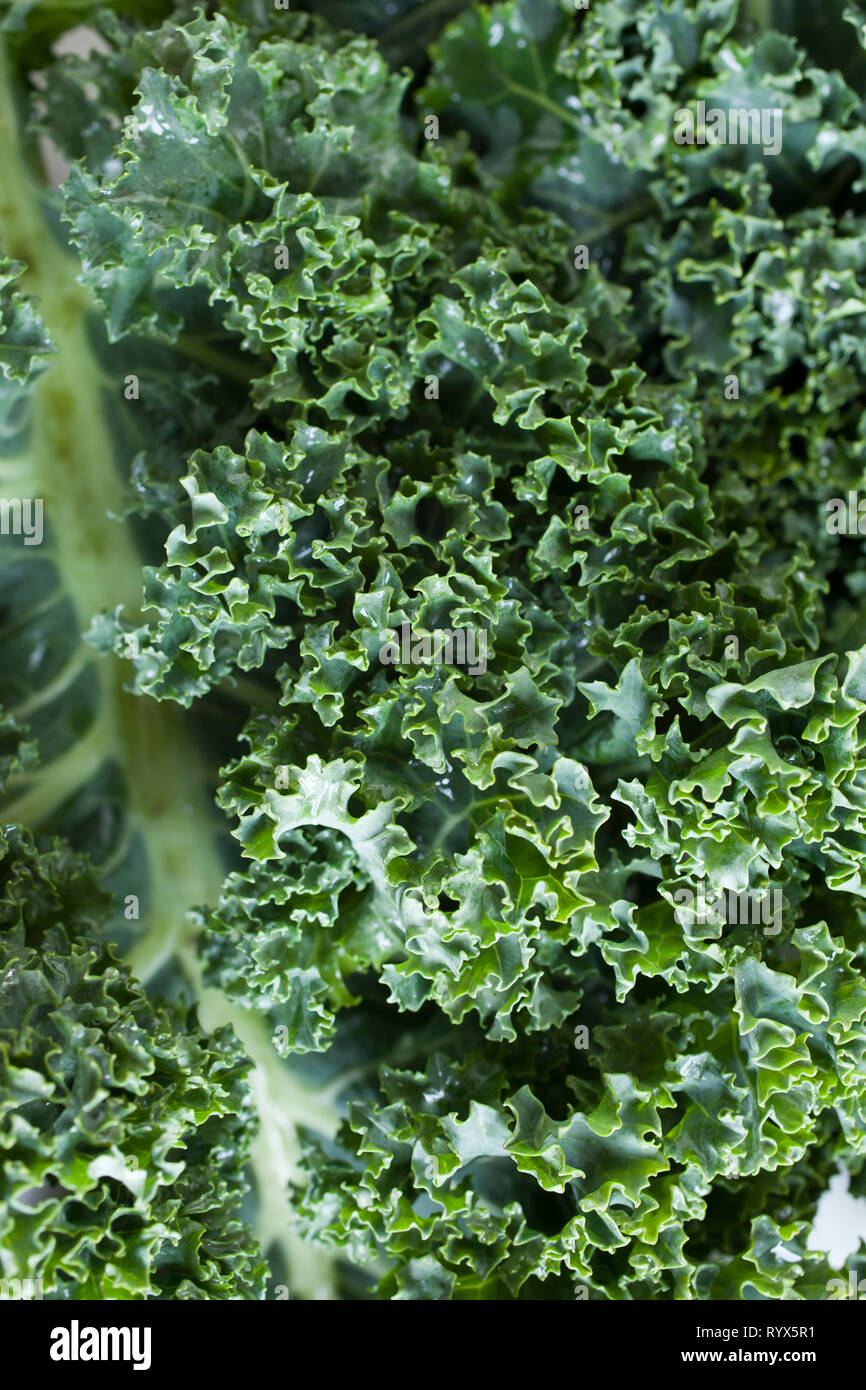 Healthy Raw Green Kale Stock Photo
