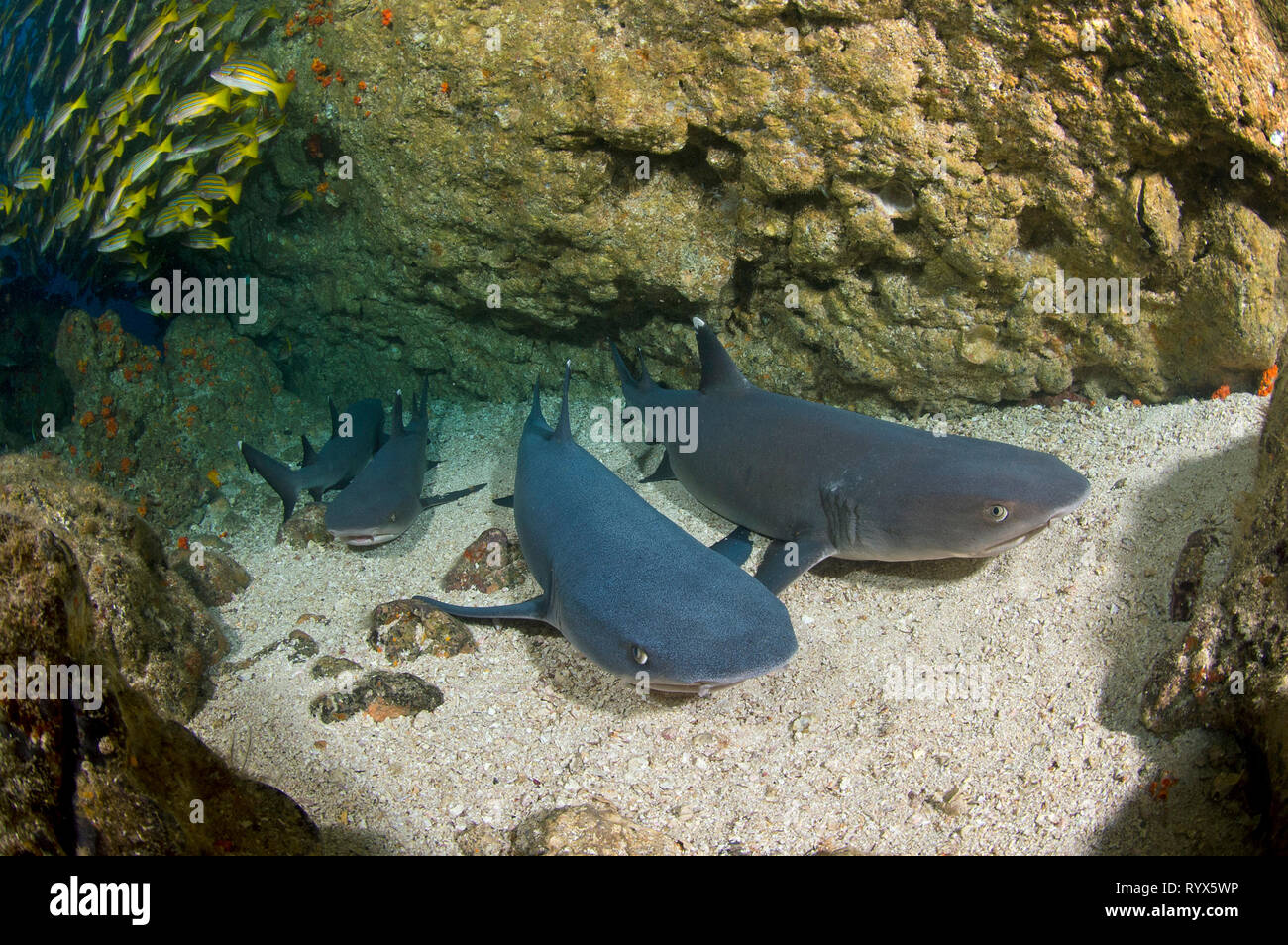 Whitetip reef sharks (Triaenodon obesus), group resting on seabed, Cocos island, Costa Rica Stock Photo