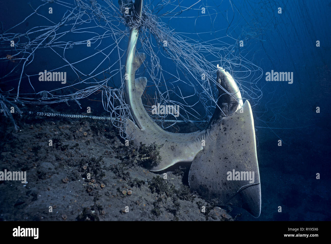Pacific angel shark (Squatina californica), died in a ghost net, Santa Barbara Island, California, USA Stock Photo