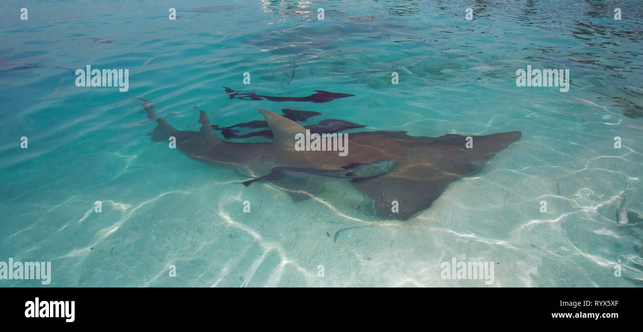 Giant Guitar fish or Giant Guitar shark (Rhynchobatus djiddensis), with suckerfishes (Echeneis naucrates), Baa Atoll, Maldive islands Stock Photo