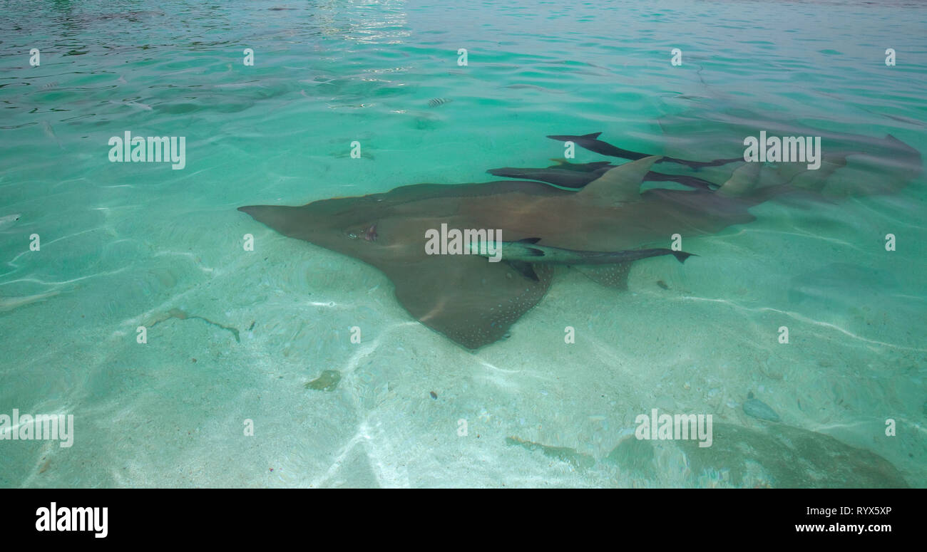 Giant Guitar fish or Giant Guitar shark (Rhynchobatus djiddensis), with suckerfishes (Echeneis naucrates), Baa Atoll, Maldive islands Stock Photo
