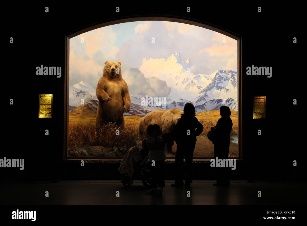 Family observing a display with bears at the American Museum of Natural History in New York City Stock Photo
