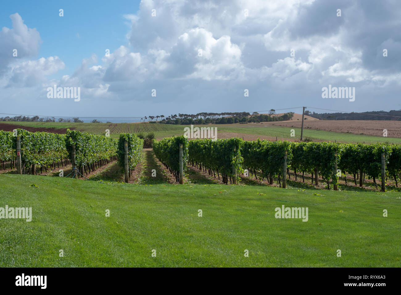 Row after row of grape plants in an Australian vineyard. Stock Photo
