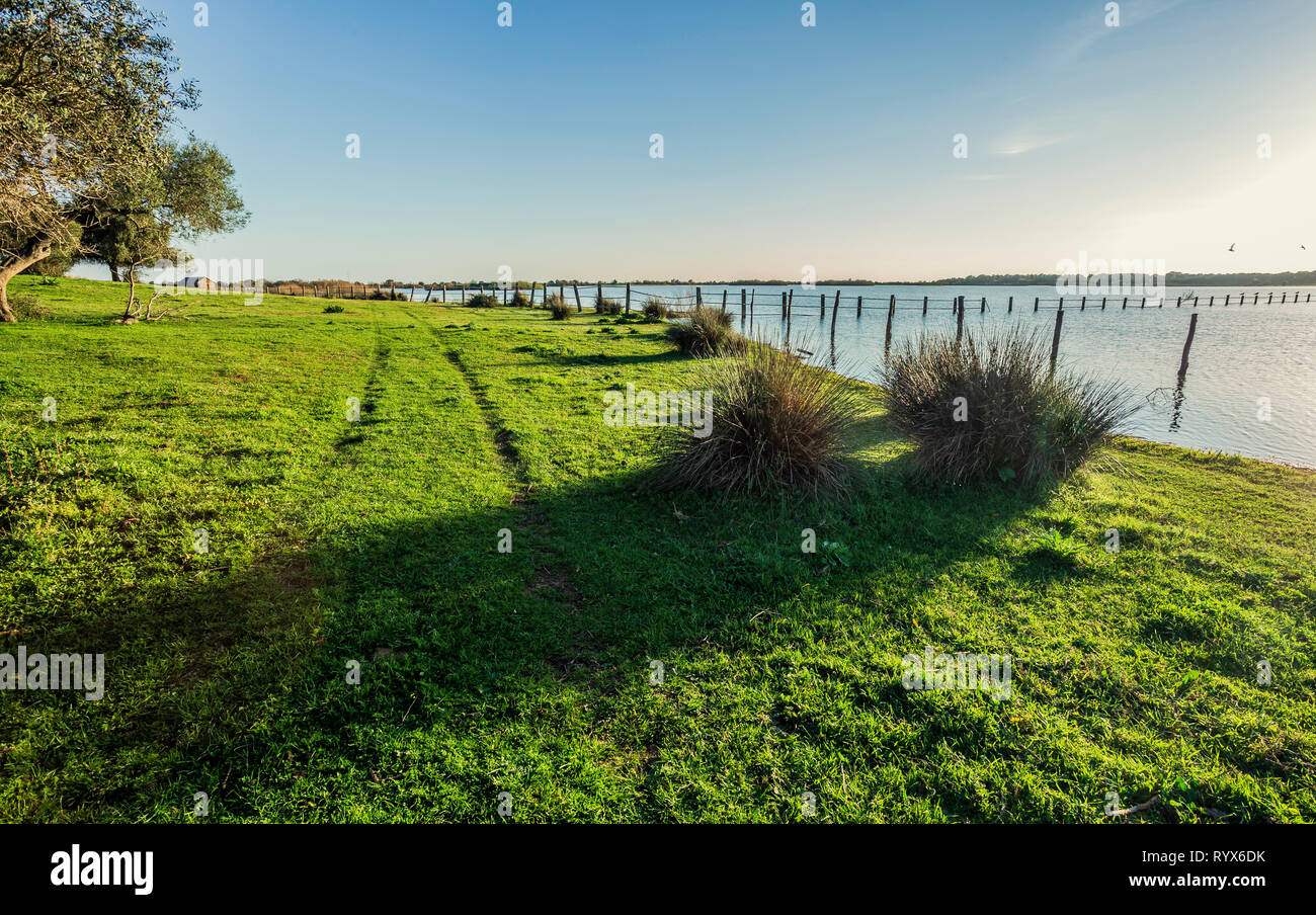Traces of the wheels of the car on the shore of the lake, cork oaks, bushes and poles of wood in the water wit blue sky in background Stock Photo