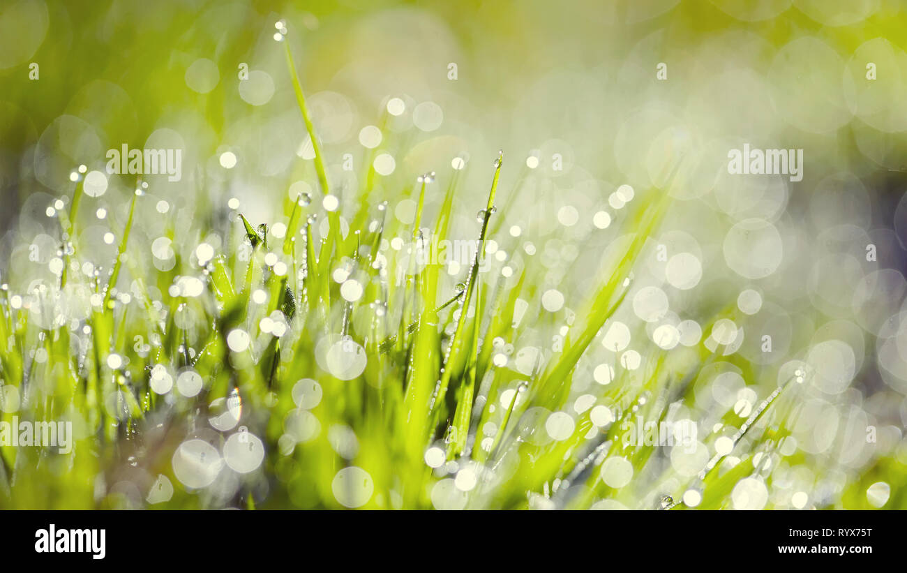 Abstract background from a wet grass in dew drops Stock Photo - Alamy