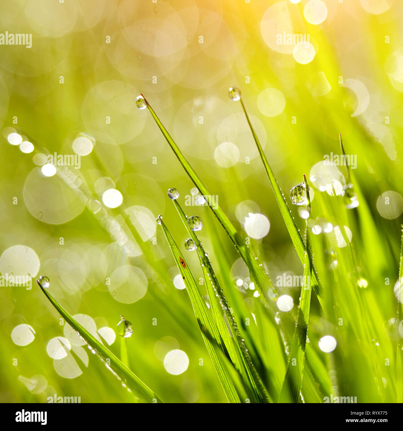 Background with green wet grass with dew drops Stock Photo - Alamy
