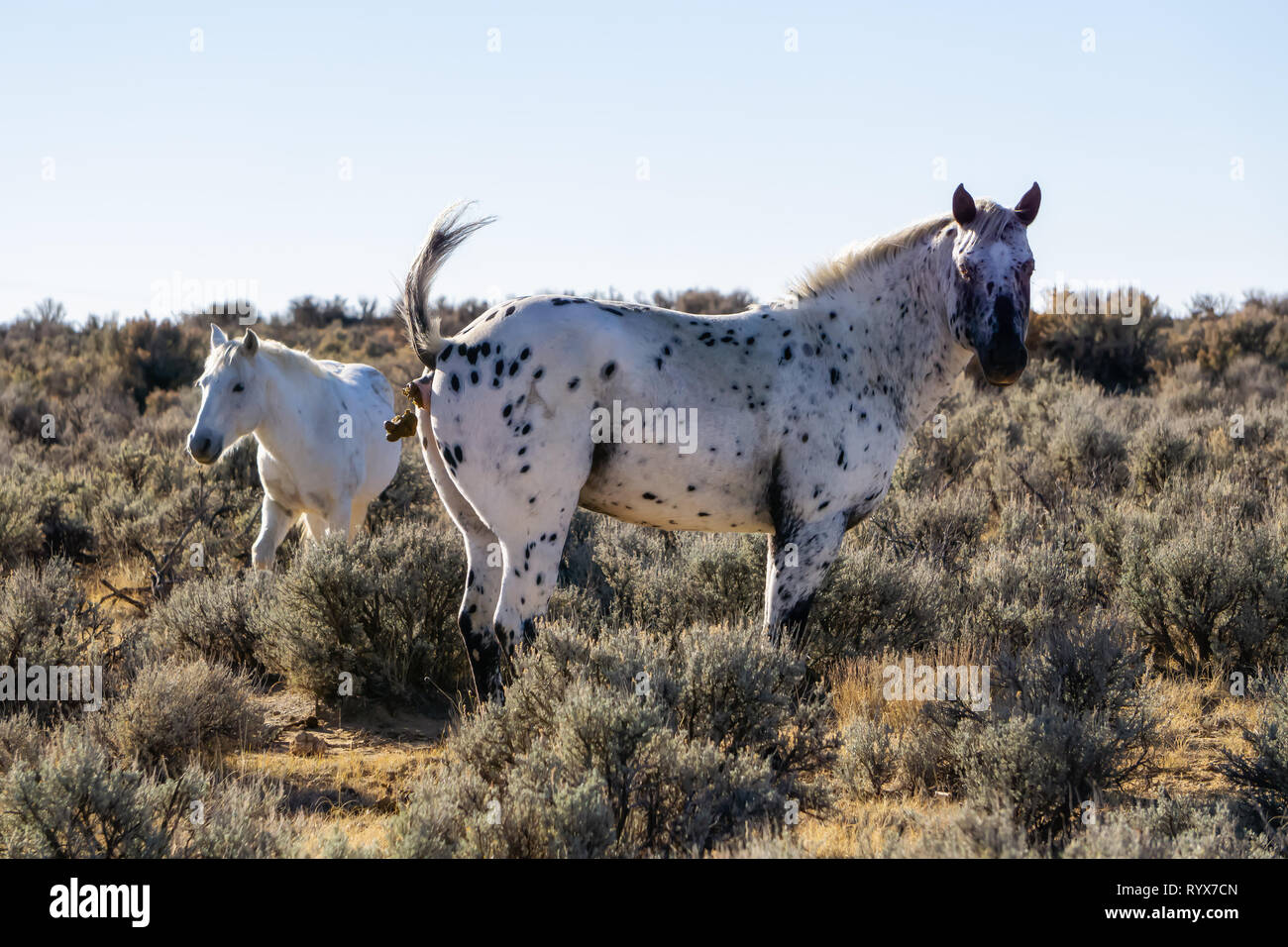Wild Horse pooping in the desert of New Mexico, United States of