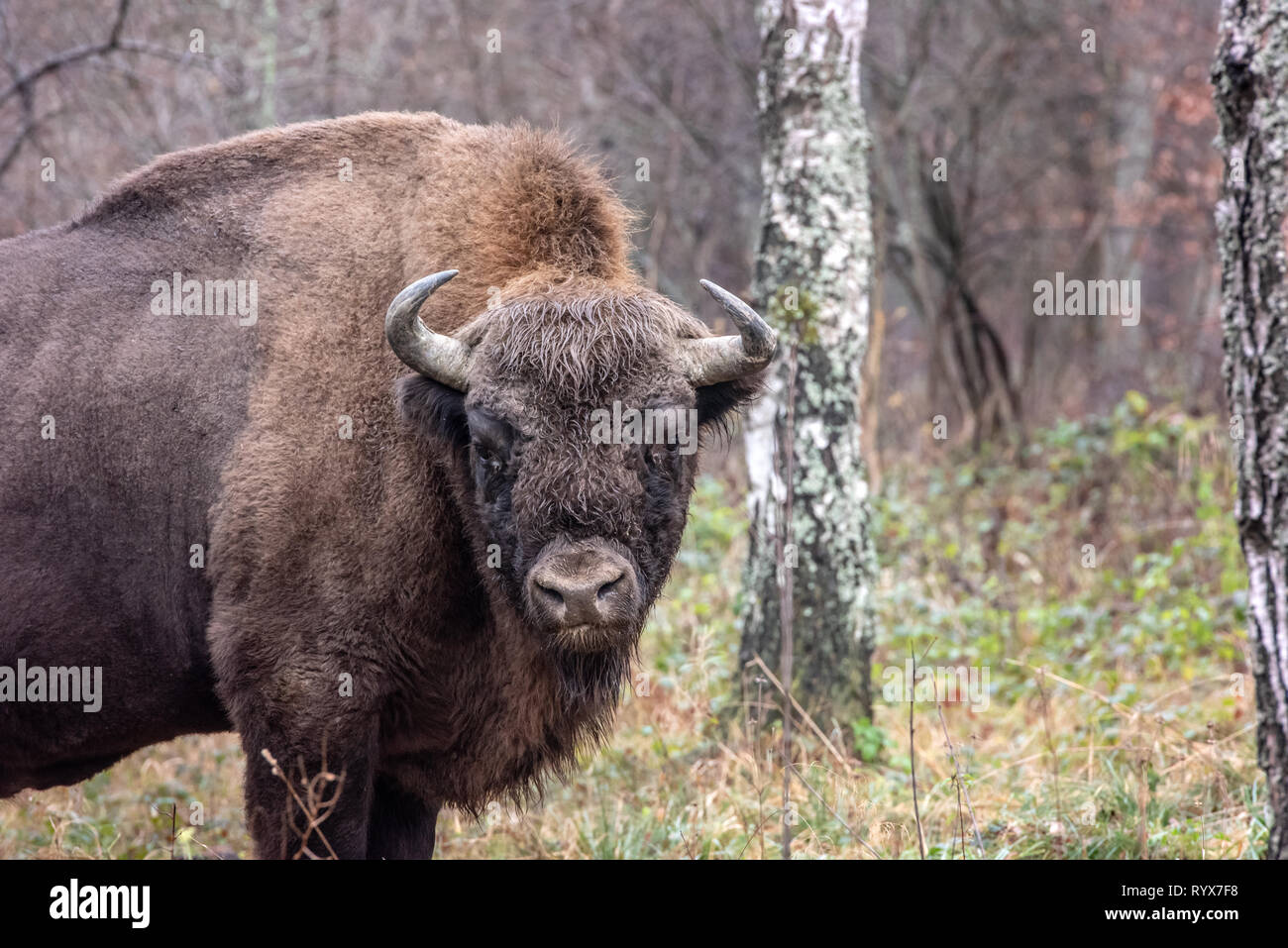 close up portrait of wild european bison (bison bonasus). Details of the head with big horns and thick brown fur. Vulnerable species. Wisent in forest Stock Photo