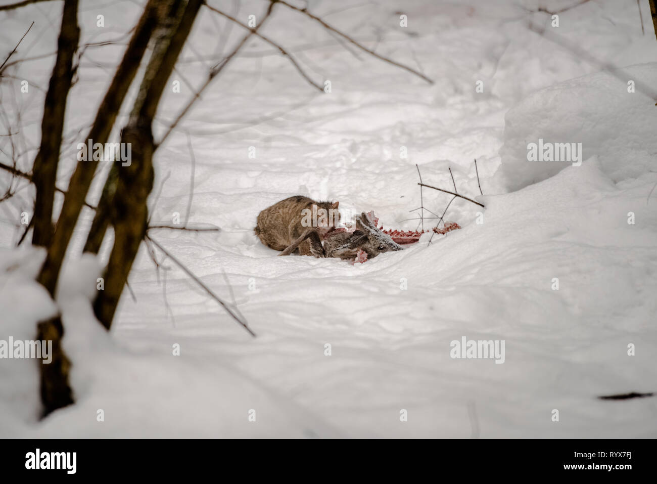 European wildcat (felis silvestris) is eating a deer carcass killed by wolves. European scavenging species. Animals of Polish Carpathian Mountains Stock Photo