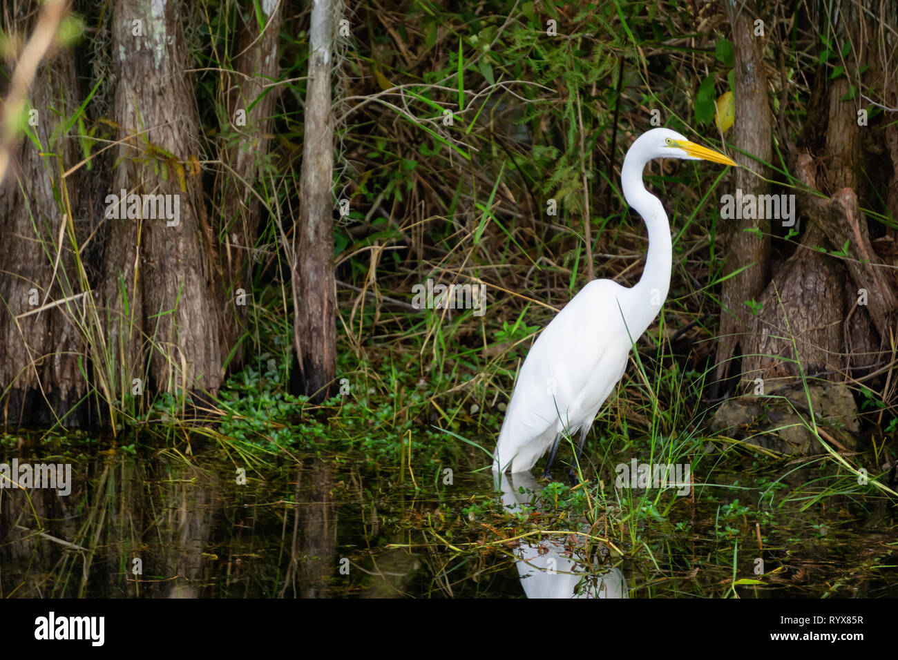 The great egret sitting in water. Taken in Everglades National Park, Florida, United States. Stock Photo