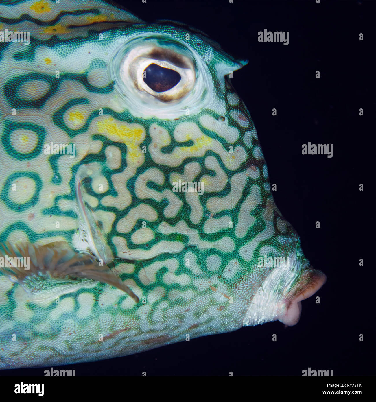 Closeup of a Cowfish (Acanthostracion polygonius) Bonaire