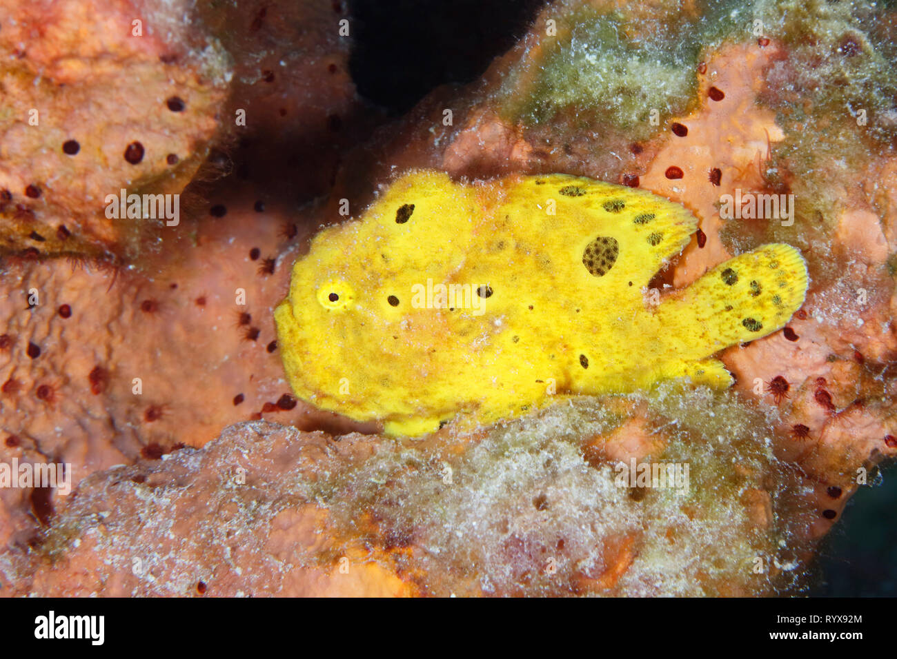 Longlure Frogfish (Antennarius multiocellatus) perched on a sponge - Bonaire Stock Photo