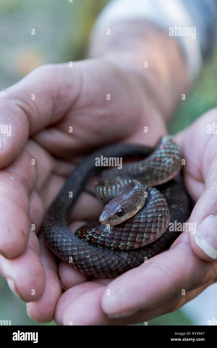 Image of a snake always protected by two hands. Stock Photo