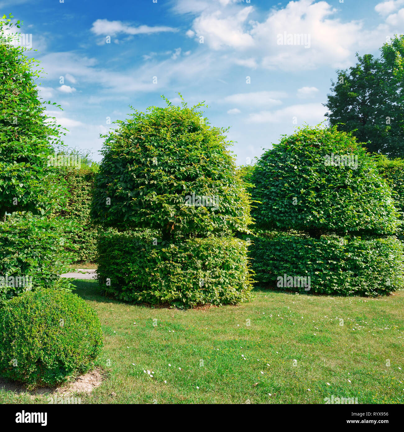 Hedges and ornamental shrub in a summer park. A bright sunny day. Stock Photo