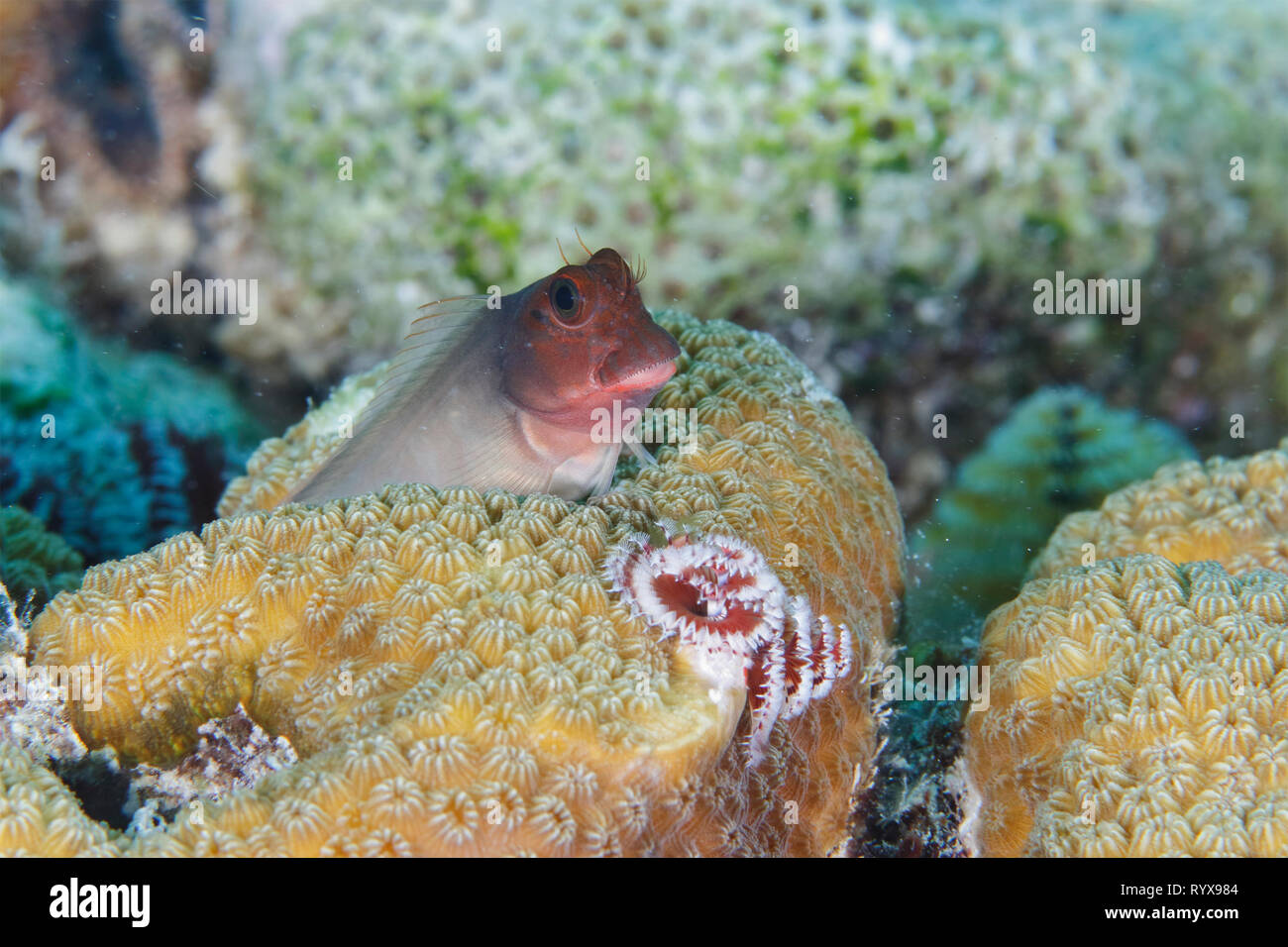 Redlip Blenny (Ophioblennius atlanticus) peering out from behind a coral head - Bonaire Stock Photo