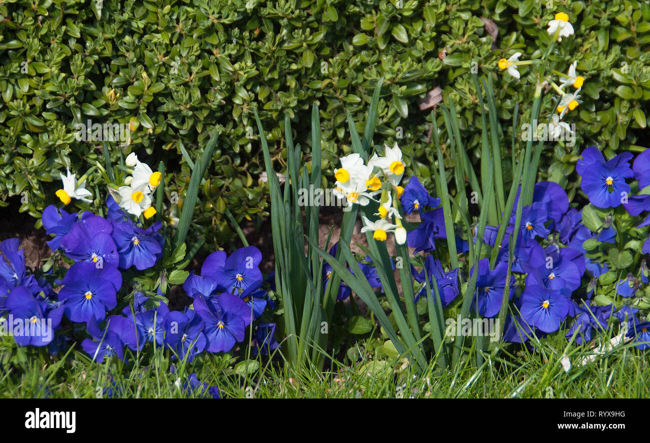 Narcissus Odoratus & blue pansies and box hedging in Springfields Festival Gardens Spalding Stock Photo