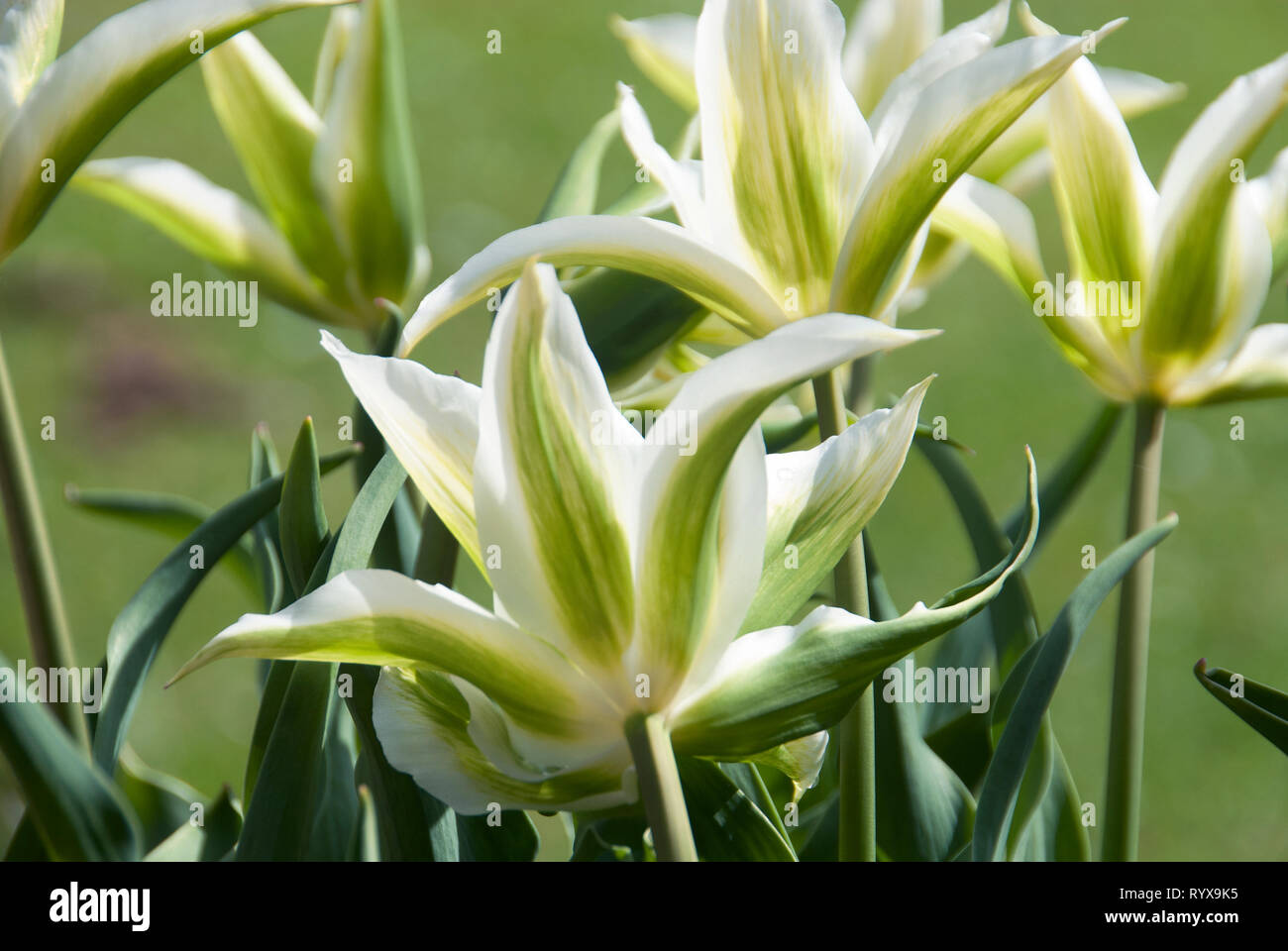 Tulipa 'Green Star' Stock Photo