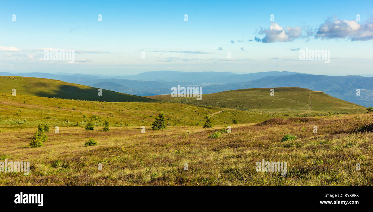 panoramic summer landscape in mountain. rolling hills with spruce trees on the alpine meadow in evening light. ridge in the distance. fluffy clouds on Stock Photo
