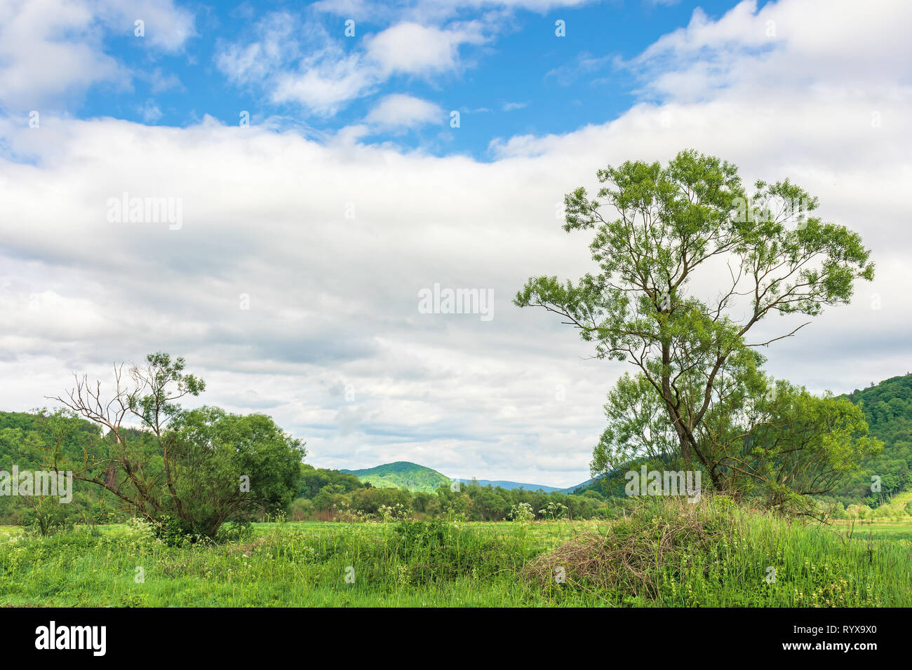 summer countryside in mountains. trees on a rural field in mountains. cloudy morning sky. hill in the distance. Stock Photo