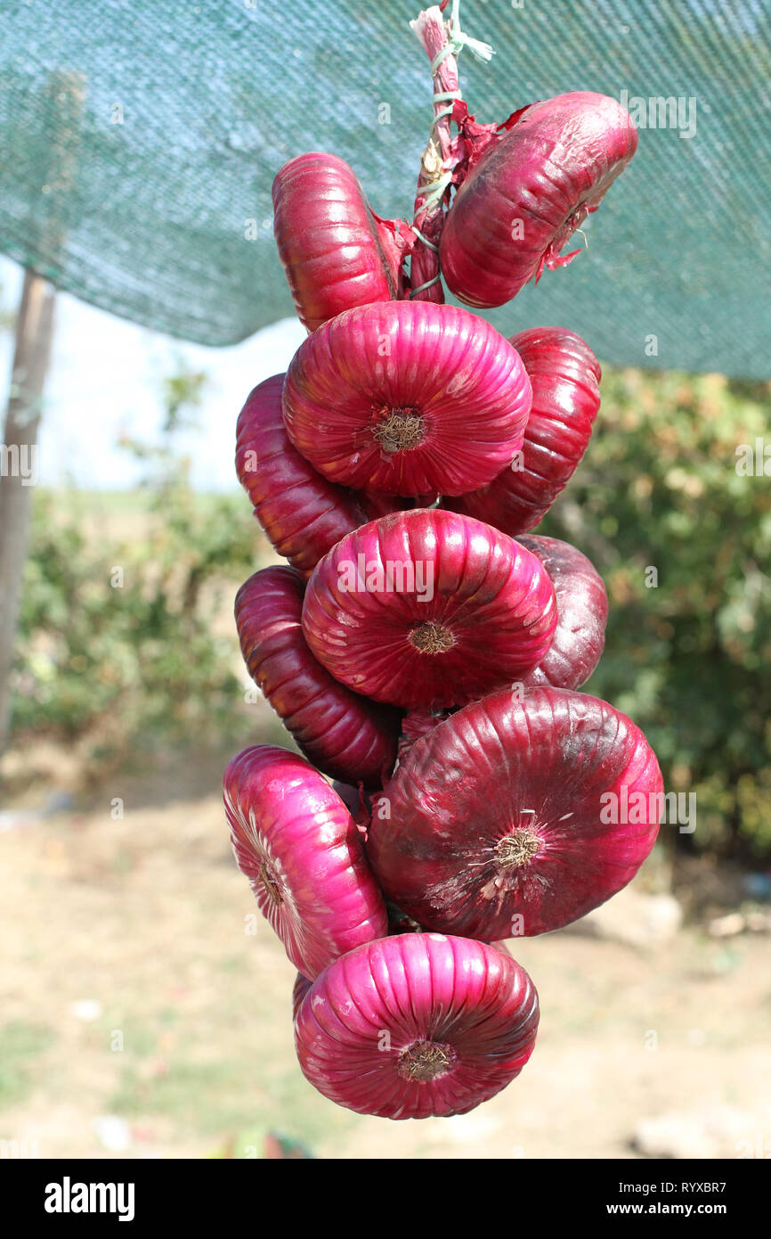 Ropes of onions hi-res stock photography and images - Alamy