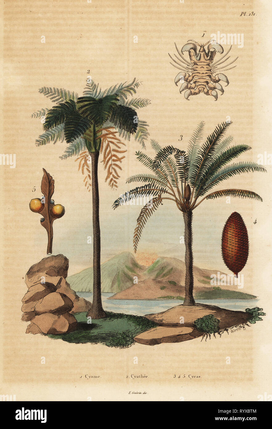 Whale louse, Cyamus ovalis 1, West Indian treefern, Cyathea arborea 2, and Japanese sago palm, Cycas revoluta 3-5. Cyame, Cyathee, Cycas. Handcoloured steel engraving rom Felix-Edouard Guerin-Meneville's Dictionnaire Pittoresque d'Histoire Naturelle (Picturesque Dictionary of Natural History), Paris, 1834-39. Stock Photo