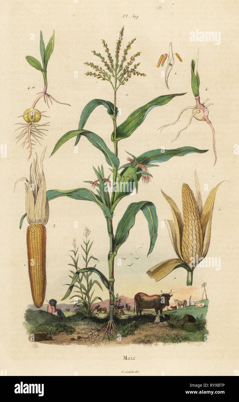 Maize or sweetcorn, Zea mays. Handcoloured steel engraving by Pedretti after an illustration by Adolph Fries from Felix-Edouard Guerin-Meneville's Dictionnaire Pittoresque d'Histoire Naturelle (Picturesque Dictionary of Natural History), Paris, 1834-39. Stock Photo