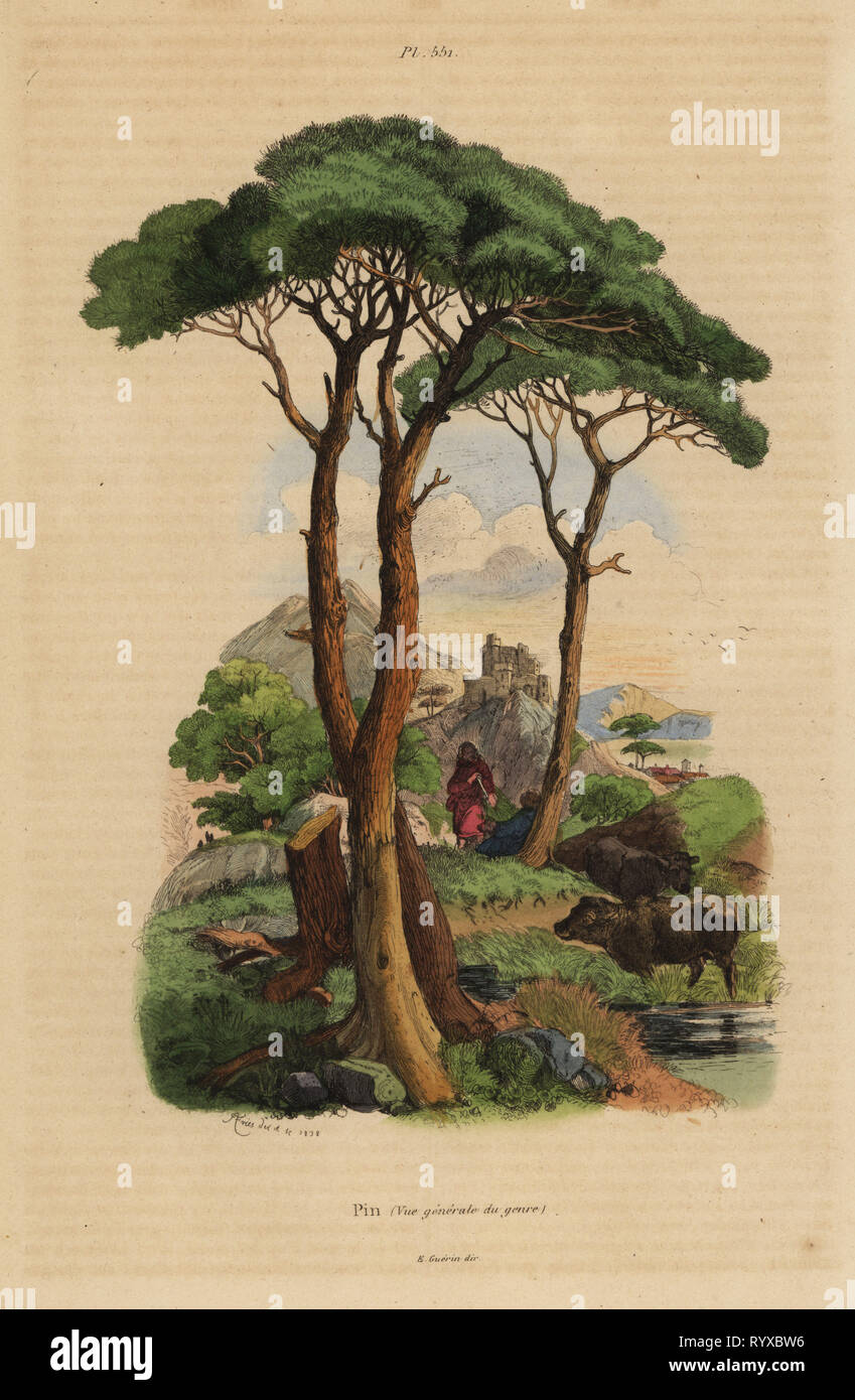Pinus pinea pin parasol hi-res stock photography and images - Alamy