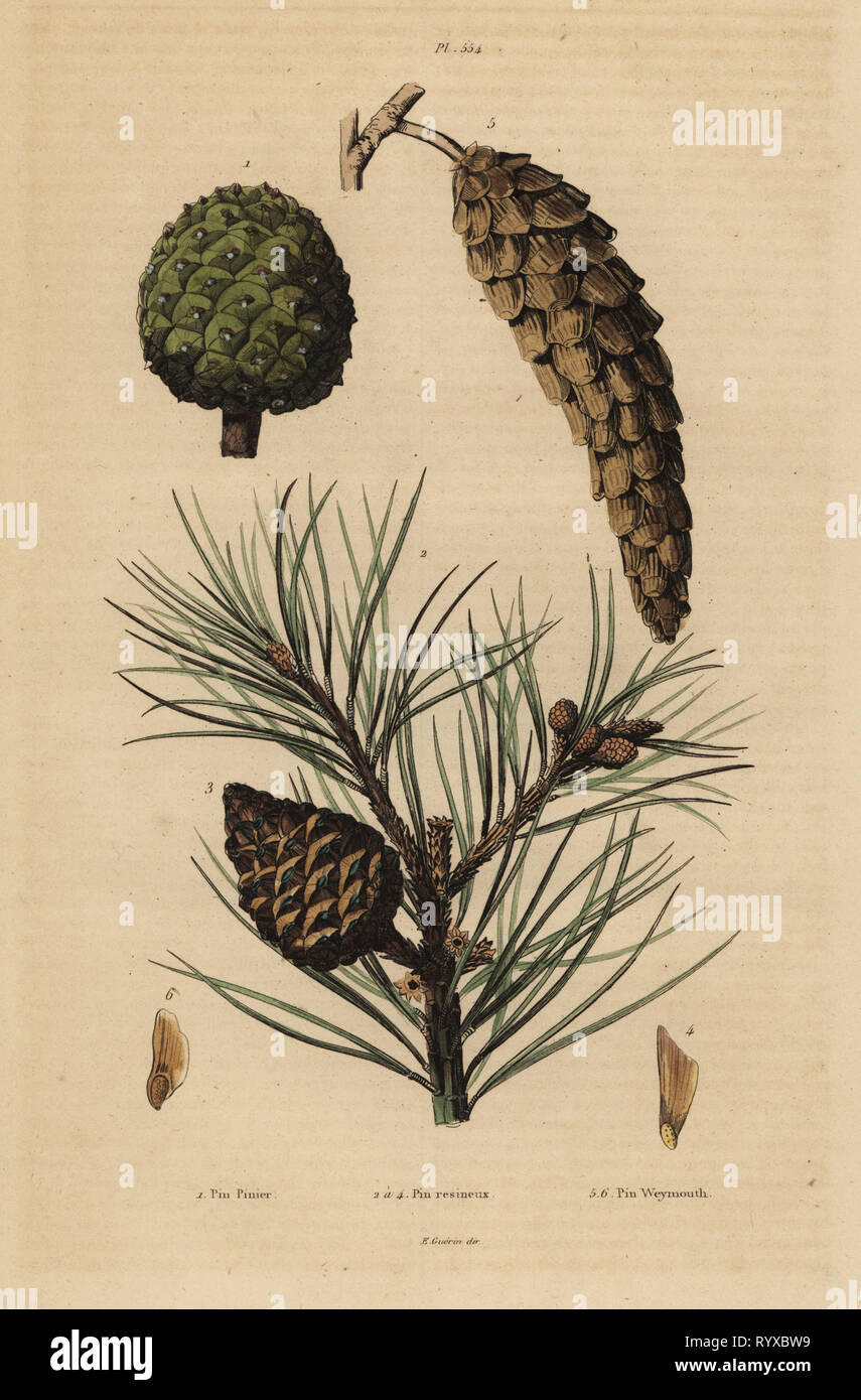 Cones of stone pine, Pinus pinea 1, red pine, Pinus resinosa 2-4, and Weymouth pine, Pinus strobus 5,6. Pin pinier, Pine resineux, Pin Weymouth. Handcoloured steel engraving from Felix-Edouard Guerin-Meneville's Dictionnaire Pittoresque d'Histoire Naturelle (Picturesque Dictionary of Natural History), Paris, 1834-39. Stock Photo
