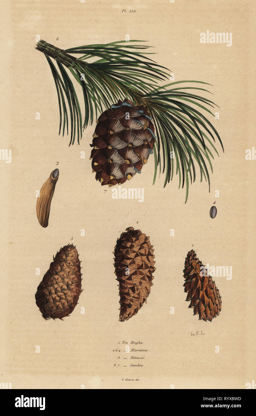 Cones of the creeping pine, Pinus mugo 1, Aleppo pine, Pinus halepensis 2-4, pitch pine, Pinus rigida 5, and Swiss pine, Pinus cembra 6. Pin mugho, Pin maritime, Pin herisse, Pin cembro. Handcoloured steel engraving by du Casse from Felix-Edouard Guerin-Meneville's Dictionnaire Pittoresque d'Histoire Naturelle (Picturesque Dictionary of Natural History), Paris, 1834-39. Stock Photo
