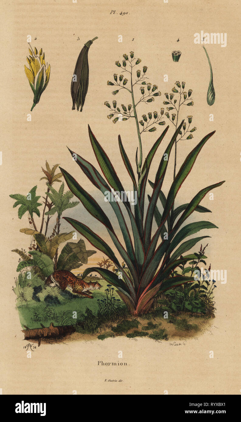 New Zealand flax or harakeke, Phormium tenax. Phormion. Handcoloured steel engraving by du Casse after an illustration by Adolph Fries from Felix-Edouard Guerin-Meneville's Dictionnaire Pittoresque d'Histoire Naturelle (Picturesque Dictionary of Natural History), Paris, 1834-39. Stock Photo