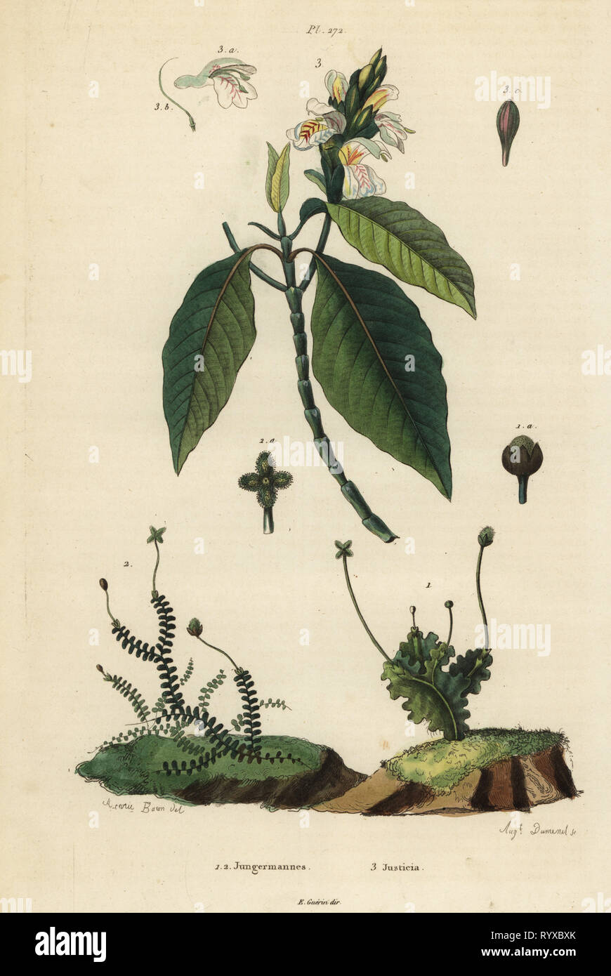 Leafy liverworts, Jungermannia epiphylla 1 and Jungermannia asplenoides 2, and Malabar nut or adulsa, Justicia adhatoda 3. Jungermannes, Justicia. Handcoloured steel engraving by August Dumenil after an illustration by A. Carie Baron from Felix-Edouard Guerin-Meneville's Dictionnaire Pittoresque d'Histoire Naturelle (Picturesque Dictionary of Natural History), Paris, 1834-39. Stock Photo