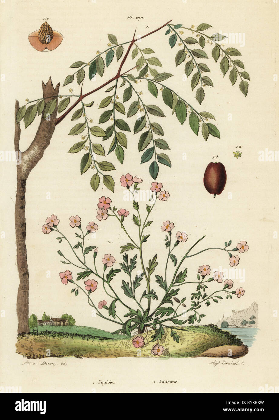 Jujube or Chinese date, Ziziphus jujuba 1, and Virginia stock, Malcolmia maritima 2. Jujubier, Julienne. Handcoloured steel engraving by August Dumenil after an illustration by A. Carie Baron from Felix-Edouard Guerin-Meneville's Dictionnaire Pittoresque d'Histoire Naturelle (Picturesque Dictionary of Natural History), Paris, 1834-39. Stock Photo