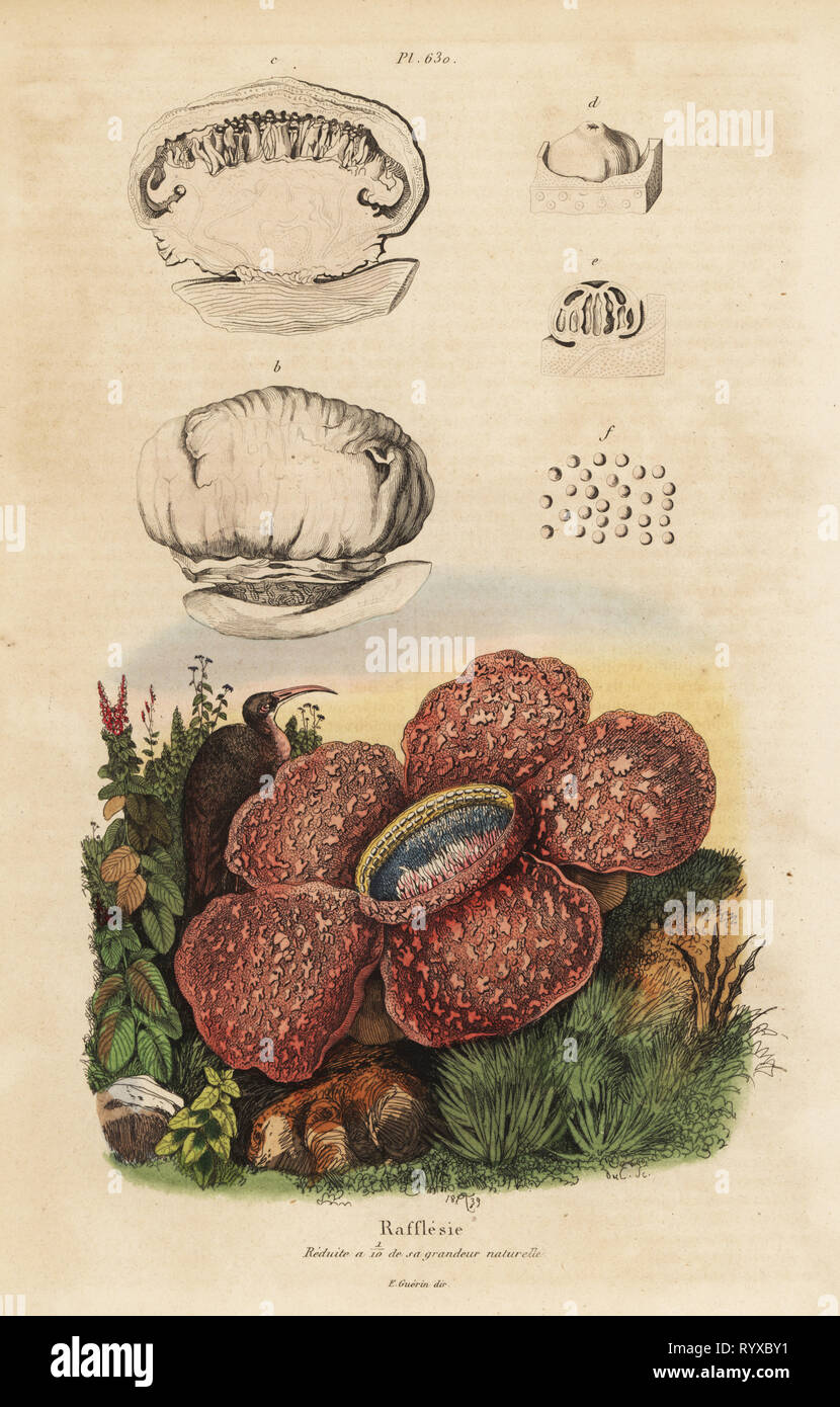 Corpse lily or rafflesia, Rafflesia arnoldii. Rafflesie. Handcoloured steel engraving by du Casse after an illustration by Adolph Fries from Felix-Edouard Guerin-Meneville's Dictionnaire Pittoresque d'Histoire Naturelle (Picturesque Dictionary of Natural History), Paris, 1834-39. Stock Photo