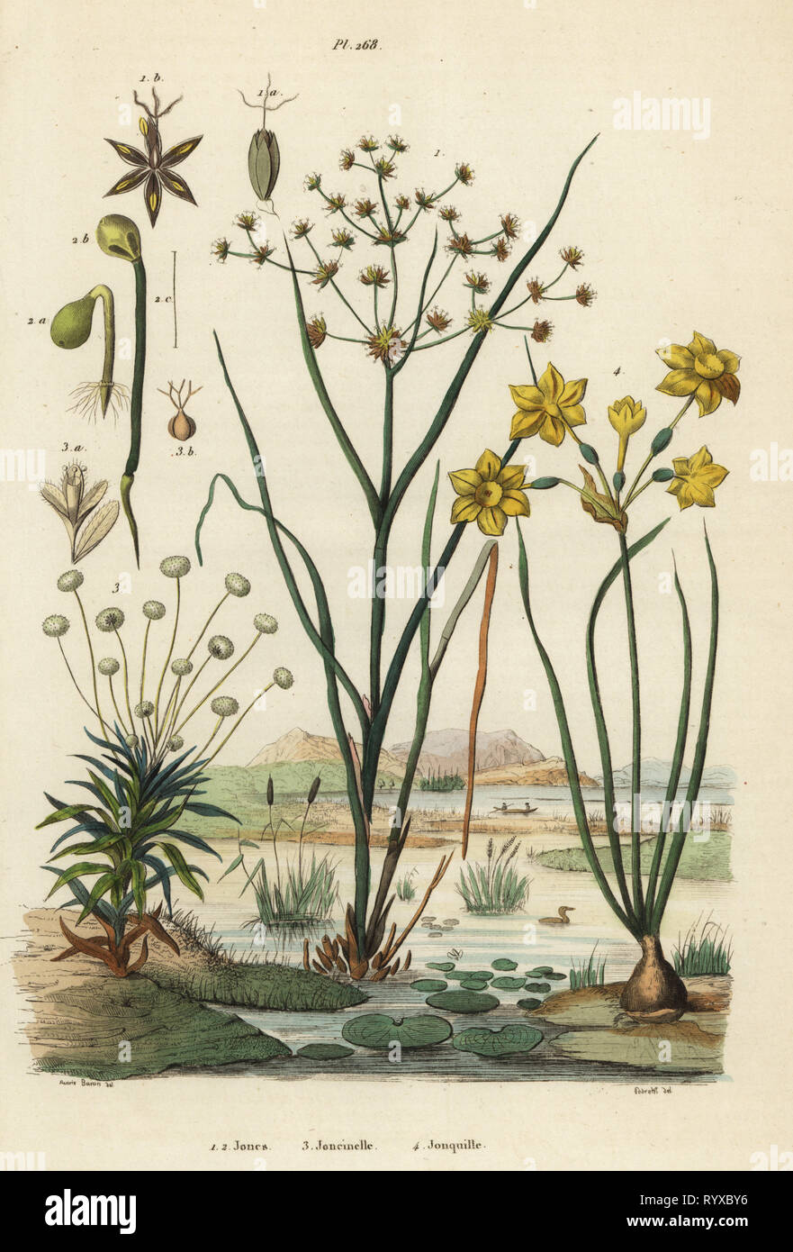 Jointed rush, Juncus articulatus 1, toad rush, Juncus bufonius 2, pipewort, Paepalanthus dendroides 3, and rush daffodil, Narcissus jonquilla 4. Jones, Joncinelle, Jonquille. Handcoloured steel engraving by Pedretti after an illustration by A. Carie Baron from Felix-Edouard Guerin-Meneville's Dictionnaire Pittoresque d'Histoire Naturelle (Picturesque Dictionary of Natural History), Paris, 1834-39. Stock Photo