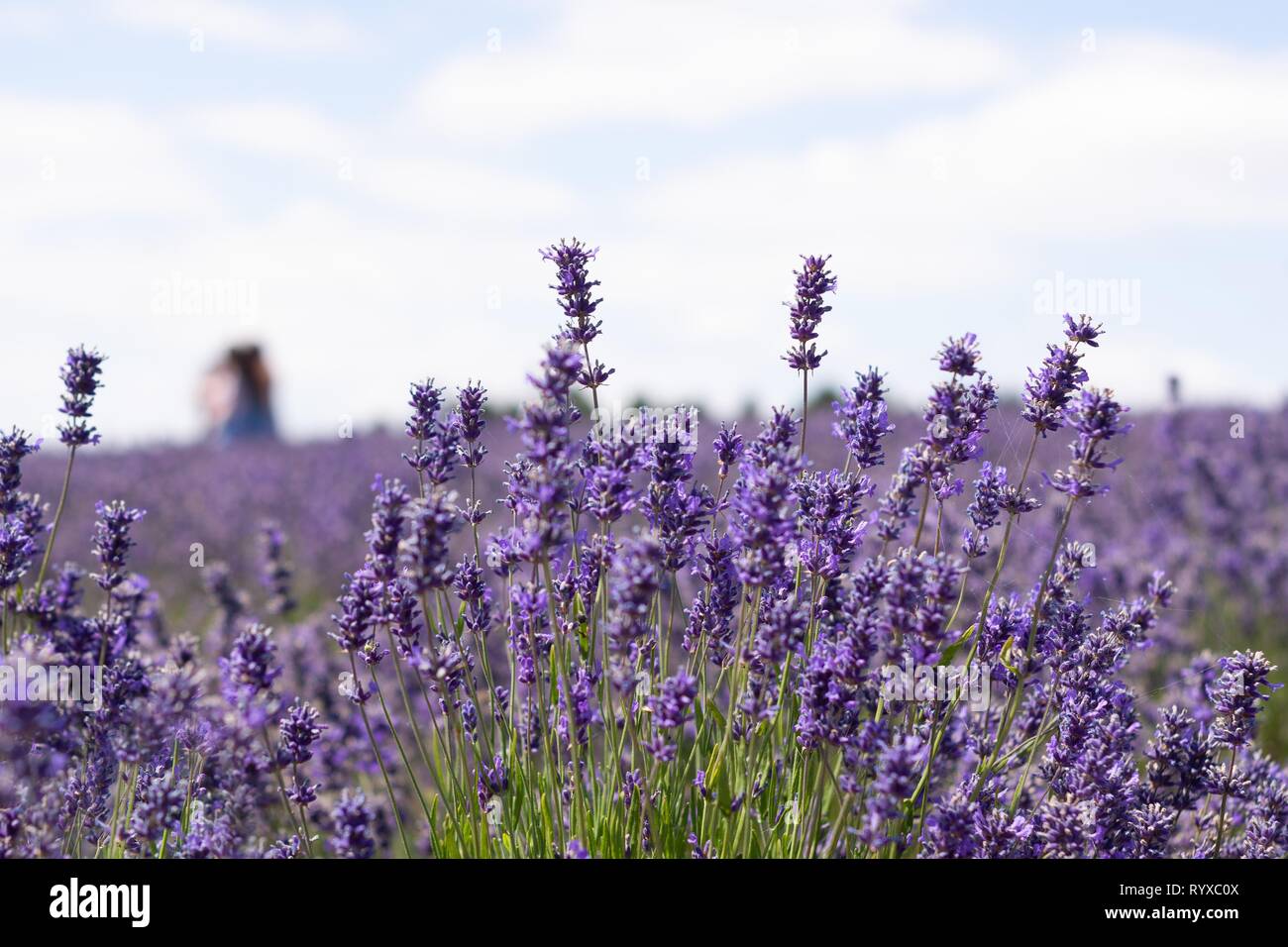 LAVENDER GROWING IN GLOUCESTERSHIRE Stock Photo