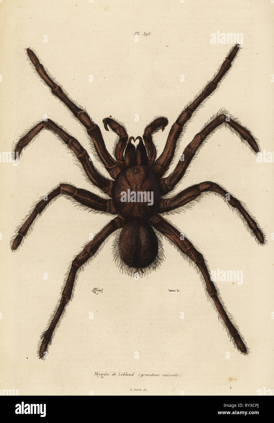 Goliath birdeater spider, Theraphosa blondi. Mygale de Leblond, grandeur naturelle. Handcoloured steel engraving by du Casse after an illustration by Adolph Fries from Felix-Edouard Guerin-Meneville's Dictionnaire Pittoresque d'Histoire Naturelle (Picturesque Dictionary of Natural History), Paris, 1834-39. Stock Photo