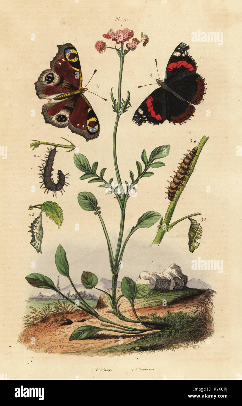 Valerian, Valeriana officinalis 1, peacock butterfly, Aglais io 2, red admiral, Vanessa atalanta 3. Valeriane, Vanesses butterflies. Handcoloured steel engraving from Felix-Edouard Guerin-Meneville's Dictionnaire Pittoresque d'Histoire Naturelle (Picturesque Dictionary of Natural History), Paris, 1834-39. Stock Photo