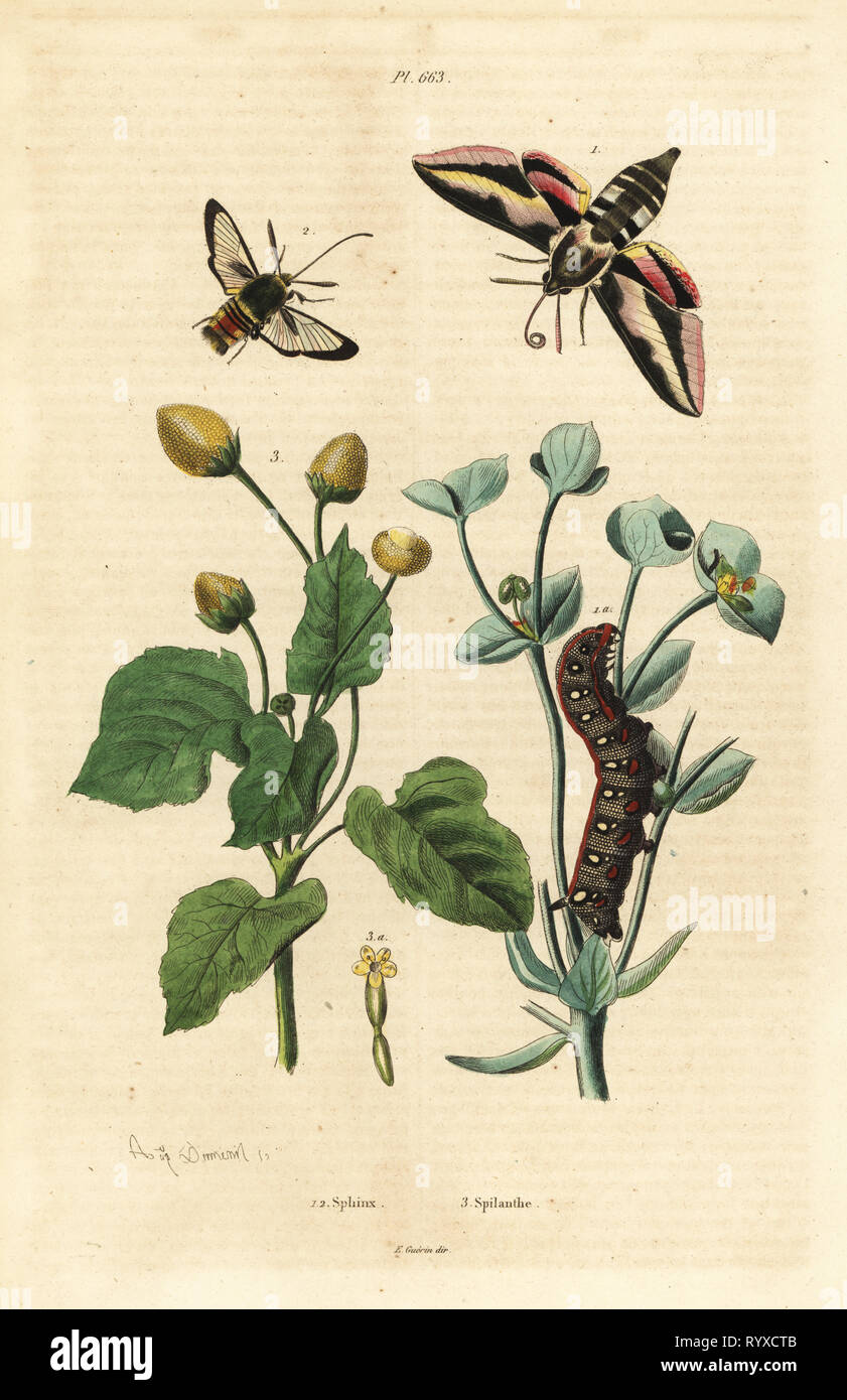 Spurge hawk-moth, Hyles euphorbiae, and caterpillar 1, hornet moth, Sesia apiformis 2, and toothache plant, Spilanthes species. Sphinx, spilanthe. Handcoloured steel engraving by August Dumenil from Felix-Edouard Guerin-Meneville's Dictionnaire Pittoresque d'Histoire Naturelle (Picturesque Dictionary of Natural History), Paris, 1834-39. Stock Photo