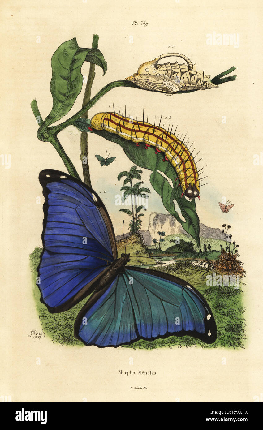 Morpho menelas hires stock photography and images Alamy
