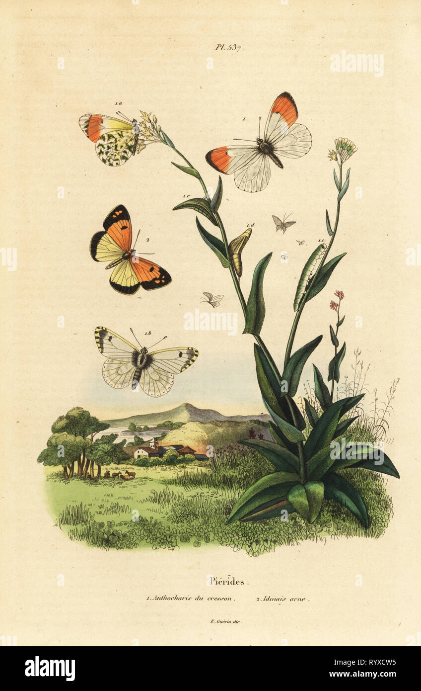 Orange tip butterfly, Anthocharis cardamines, pupa and caterpillar 1 and blue-spotted Arab, Colotis phisadia phisadia 2. Pierides butterflies: Anthocharis du cresson, Idmais arne. Handcoloured steel engraving from Felix-Edouard Guerin-Meneville's Dictionnaire Pittoresque d'Histoire Naturelle (Picturesque Dictionary of Natural History), Paris, 1834-39. Stock Photo