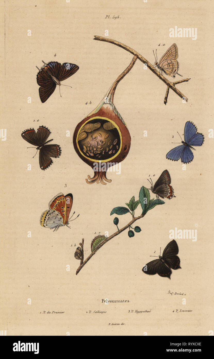 Black hairstreak butterfly, Satyrium pruni 1, common blue butterfly, Polyommatus icarus 2, purple-edged copper, Lycaena hippothoe 3,  and common guava blue, Virachola isocrates 4. Polyommates du prunier, calliopsis, hyppothee, isocrate. Handcoloured steel engraving by August Dumenil from Felix-Edouard Guerin-Meneville's Dictionnaire Pittoresque d'Histoire Naturelle (Picturesque Dictionary of Natural History), Paris, 1834-39. Stock Photo