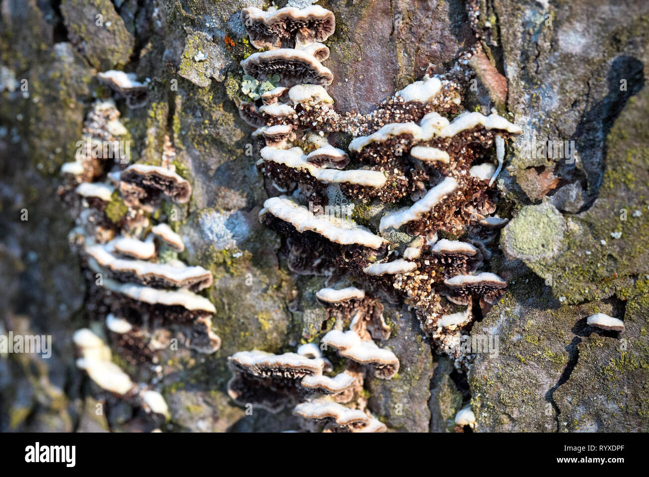 Group of mushrooms with mycelium parasitizing on bark of living tree in park outdoors on bright sunny day. Stock Photo