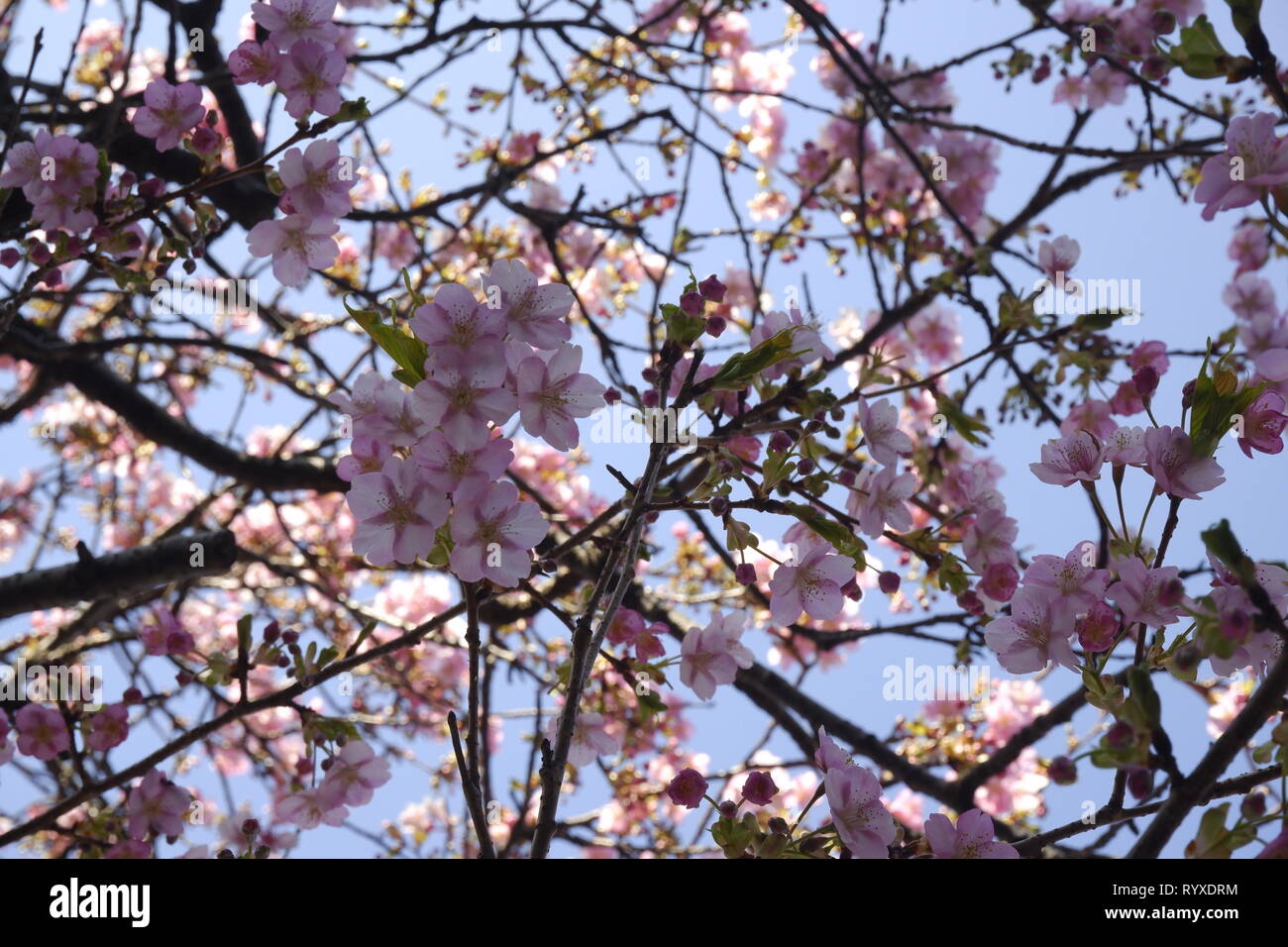 close-up Japan cherry blossom pink flower sakura branch nature ...