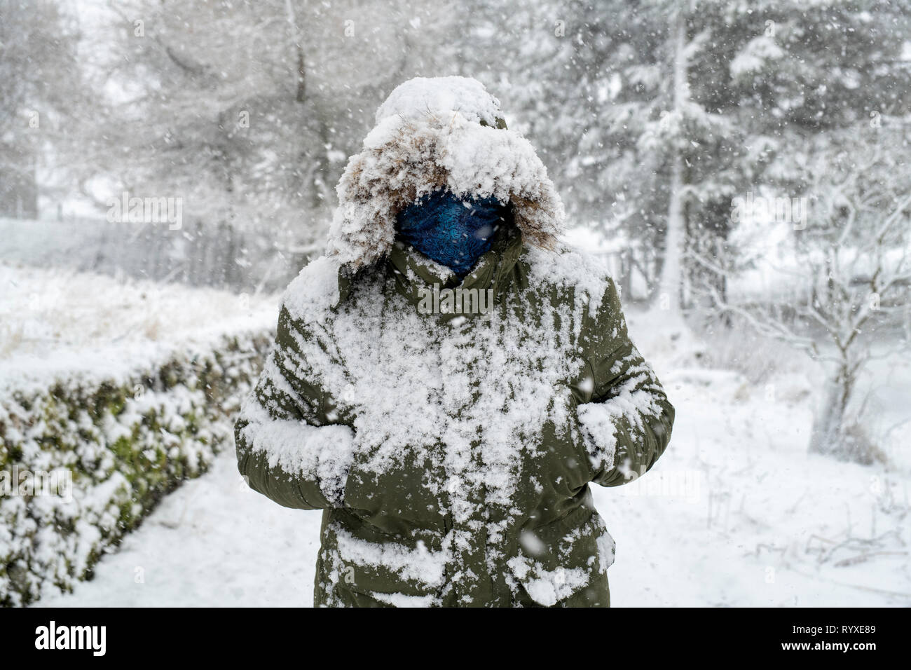 Man in a winter coat covered in snow. Scotland Stock Photo