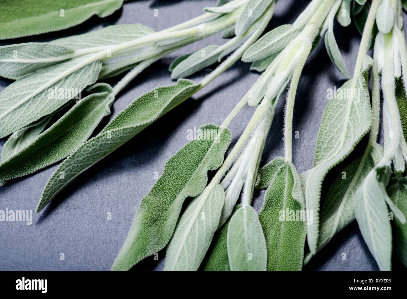 Fresh Organic Garden or Common Sage (Salvia officinalis) leaves on