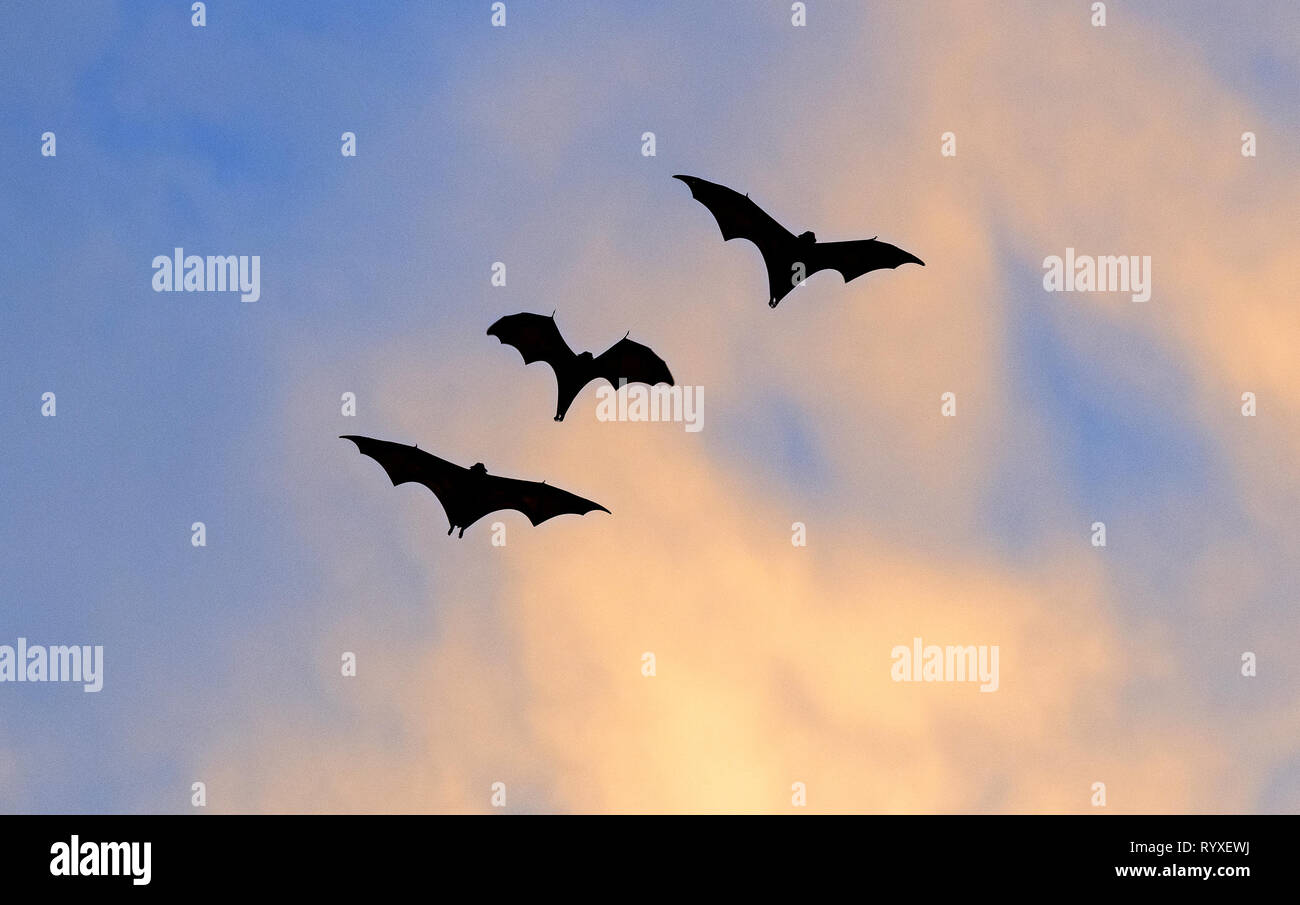 The small flying fox, island flying fox or variable flying fox (Pteropus hypomelanus), fruit bat . Fox bat flying in the sunset  sky. Bats Leave Kalon Stock Photo