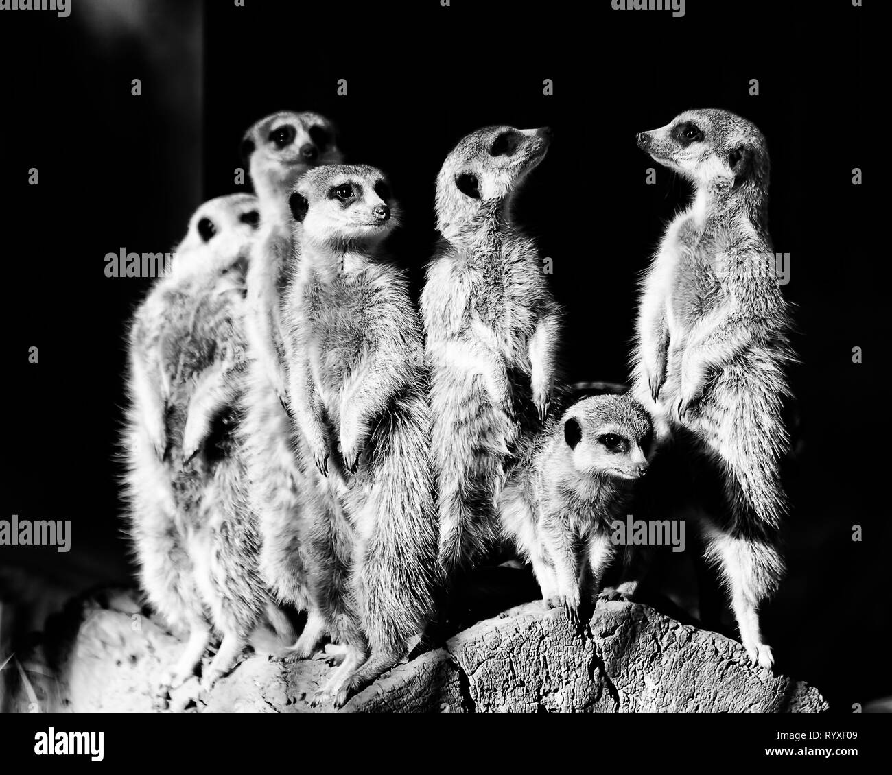 Group of wild mammal animals meerkats standing still on alert watching for threat to survive in the nature - black white conversion for high contrast. Stock Photo