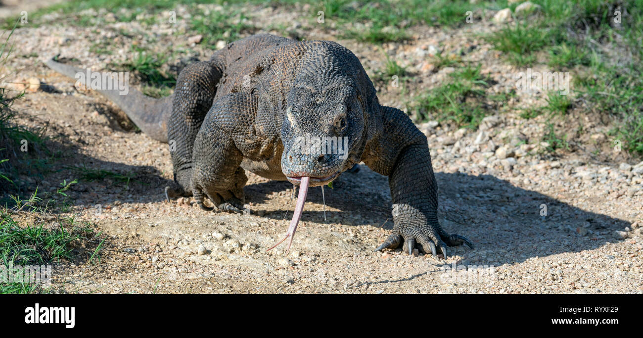 Komodo dragon with the forked tongue sniff air. Close up. The Komodo ...