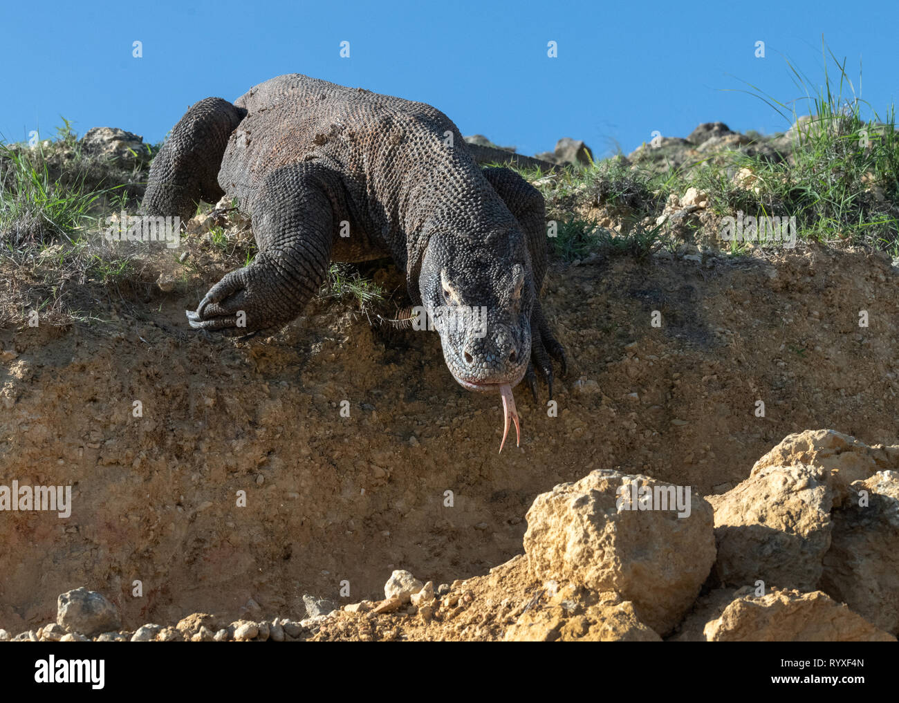 Komodo dragon with the forked tongue sniff air. Close up. The Komodo ...