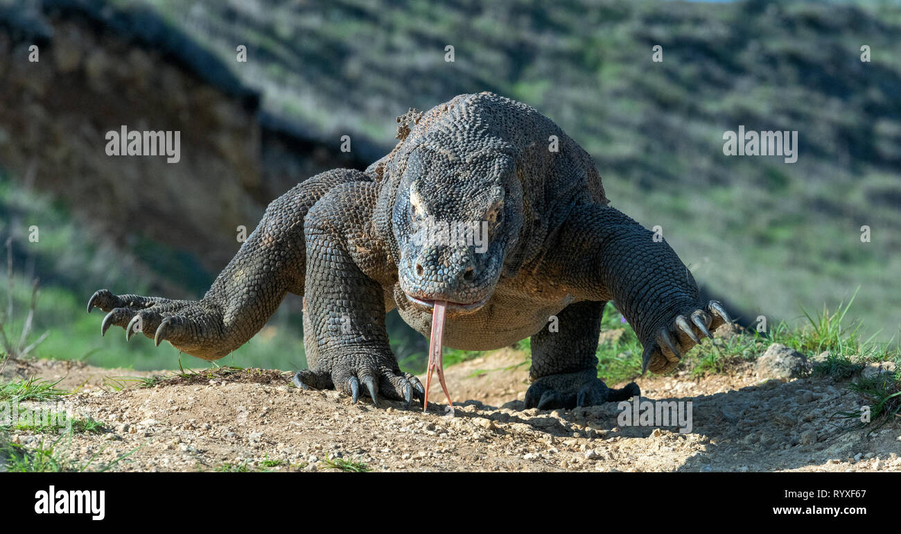 Komodo dragon with the forked tongue sniff air. Close up. The Komodo ...